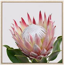 PRUEDENCE PROTEA CANVAS