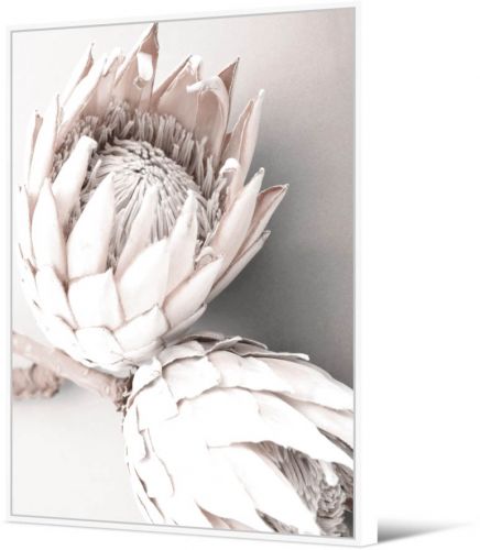 Protea Wall Art