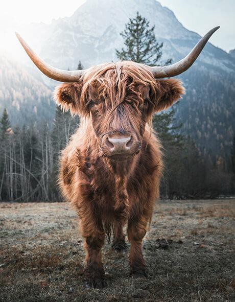 VINTAGE BOVINE PORTRAIT - CANVAS PRINT